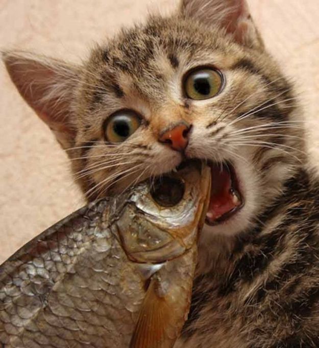Canagan gf scottish salmon корм для кошек thumbnail
