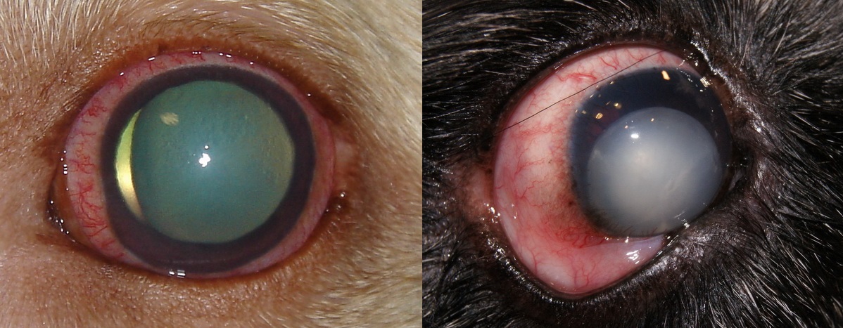 Опух глаз у собаки аллергия