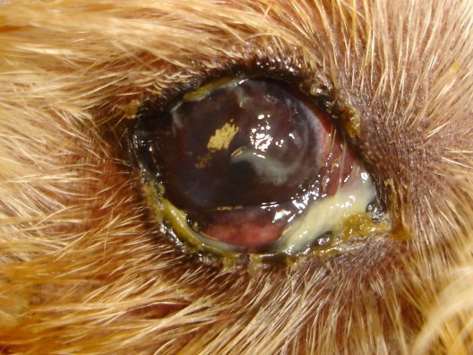 Воспаление глаза у собаки – в чем причина? Лечение увеита и других болезней глаз