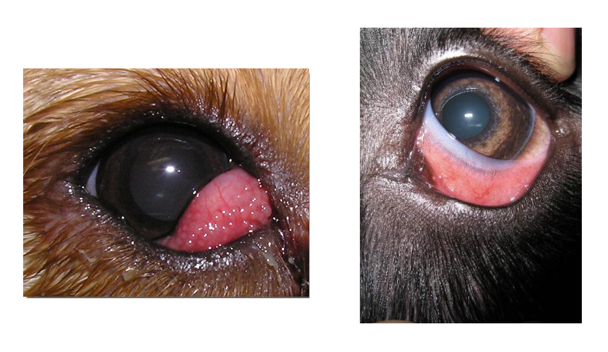 Красный глаз у собаки: симптомы, свидетельствующие о серьезных проблемах