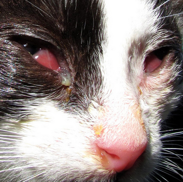 Почему у кота гноятся глаза: причины и способы лечения
