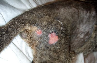 Эрозивно-язвенные поражения кожи у кошек. Диагностика и лечение