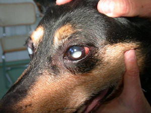 Опух глаз у собаки аллергия