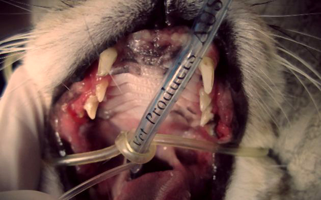 Заболевания полости рта у кошек