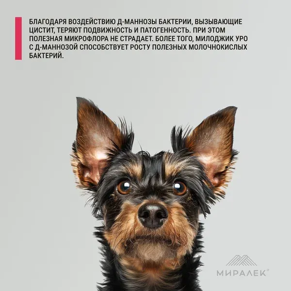 Милоджик Уро Д-манноза с клюквой для собак и  крупных кошек, 30 табл х 1 г, (Аналог УроПро) 