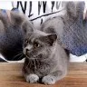 Силиконовая перчатка для вычесывания шерсти красная на правую руку