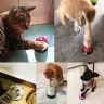 Интерактивная игрушка для кошек "Обучение звонку"