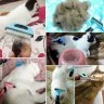 Щетка со съемными зубьями для вычёсывания шерсти у домашних животных для кошек