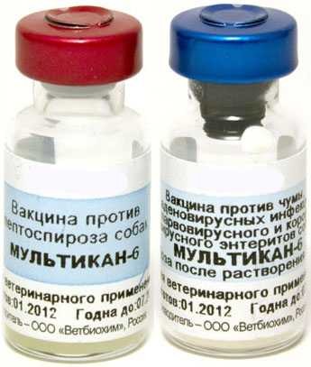 Мультикан-6 1 доза