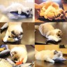 Игрушка для кошек "Искусственная плюшевая рыба, с мятой" 23 см