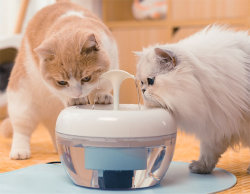 Поилка фонтан для кошек(с фильтром)