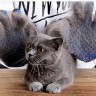 Силиконовая перчатка для вычесывания шерсти малиновая на правую руку