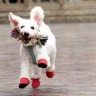 Хлопковые зимние пинетки для собак