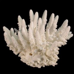 Коралл пальчиковый