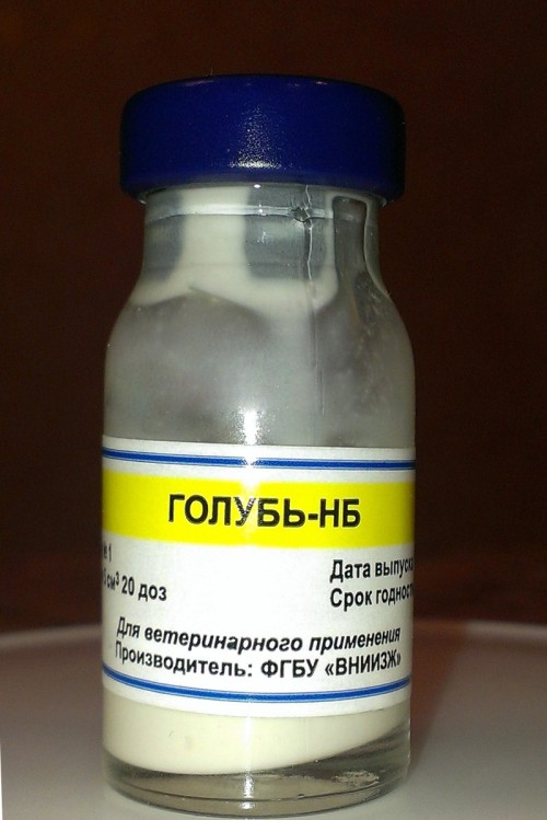 Вакцина против ньюкаслской болезни инактивированная эмульсионная для голубей «ГОЛУБЬ-НБ»